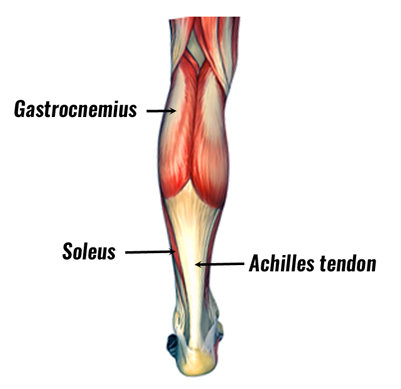 calf-musclesanatomy