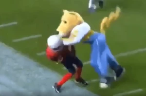 მომენტი როცა სპორტსმენის ნაცვლად ლომი გაჩერებს (ვიდეო)