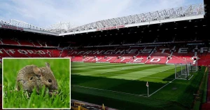 ოლდ ტრაფორდის VIP ლოჟებში თაგვის ექსკრემენტები აღმოაჩინეს