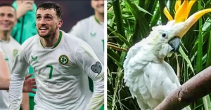 დუბლინის ზოოპარკში გადაშენების პირას მყოფ თუთიყუშს ტროი პაროტის სახელი დაარქვეს