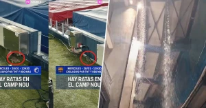 უხვი ნალექის შემდეგ, კამპ ნოუზე ამჯერად ვირთხა გამოჩნდა | VIDEO